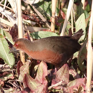 qNCỉ摜